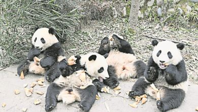 Photo of 中國熊貓公園徵標誌 一經採用獎金6.2萬