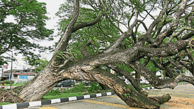 Photo of 140年老雨樹倒了 太平湖恐又少一寶