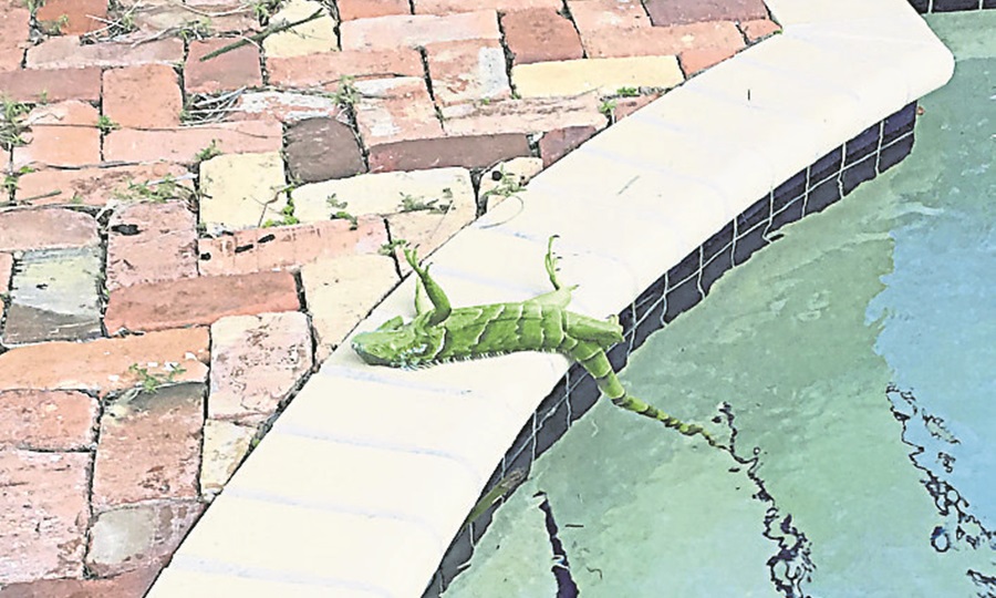 pina17176-20180104-iguana