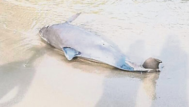 Photo of 丹絨武雅海灘發現海豚屍 理大海洋系未確定死因