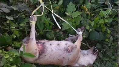Photo of 四肢捆綁棄草叢  母狗被指遭人性侵至死