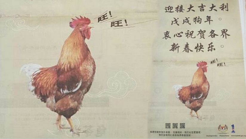 chicken