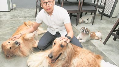 Photo of 寵物友善餐廳擄人心之3：Wag N Romp  阿富汗獵犬是亮點