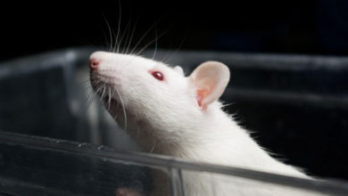 Photo of 暴露手機輻射下白老鼠生瘤 未能證明人類也有風險