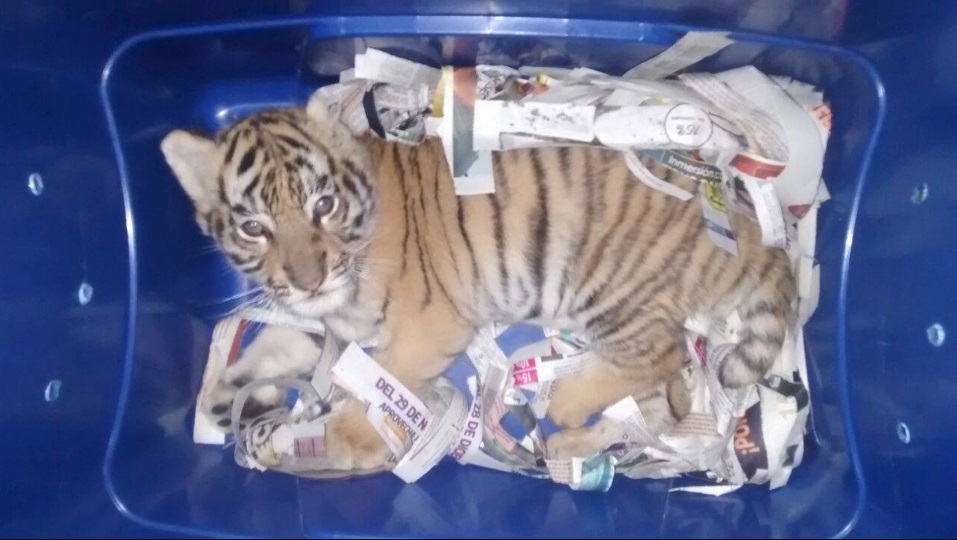 tiger