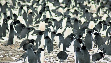 Photo of 衛星揭南極小島有150萬企鵝