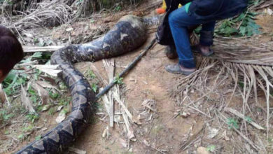 Photo of 長約18呎 重逾百公斤 8人油棕園捉大蟒蛇