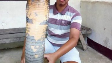 Photo of 印尼捕獲巨型眼鏡王蛇