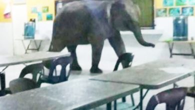Photo of 小象闖學校食堂 嚇壞一眾師生