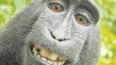 Photo of 獼猴自拍照掀版權訴訟  美裁定動物不享肖像權