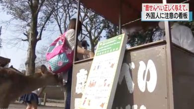 Photo of 喂鹿被咬傷案件增 日本奈良公園立告示牌