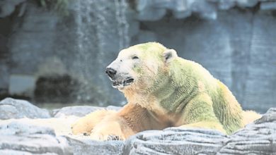 Photo of 新加坡北極熊安樂死