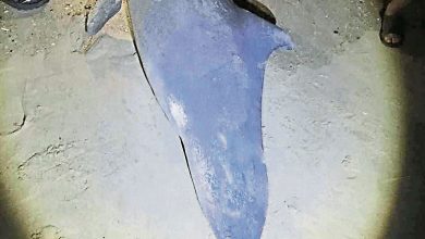 Photo of 清潔海濱有海豚屍