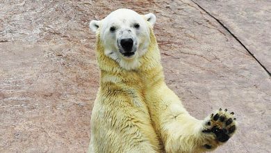 Photo of 全球首隻熱帶出生 北極熊安樂死