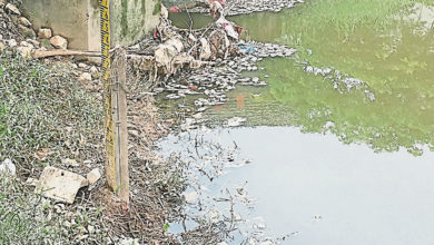 Photo of 古來21哩疑河道再受  污緩衝池佈滿發臭魚屍