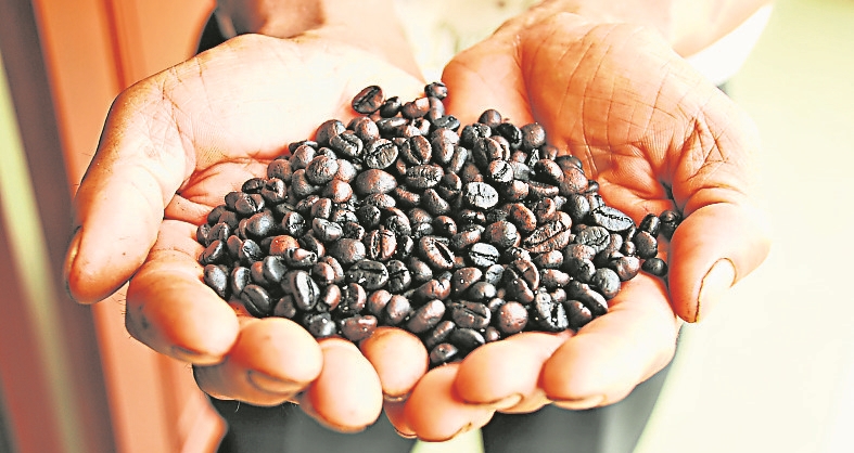 hands-holding-roasted-coffee-beans_0