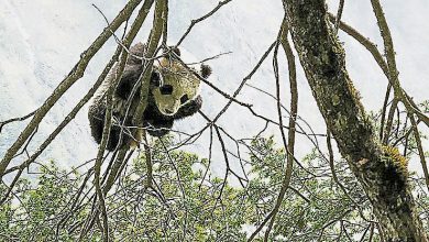 Photo of 川發現野生熊貓新棲息地