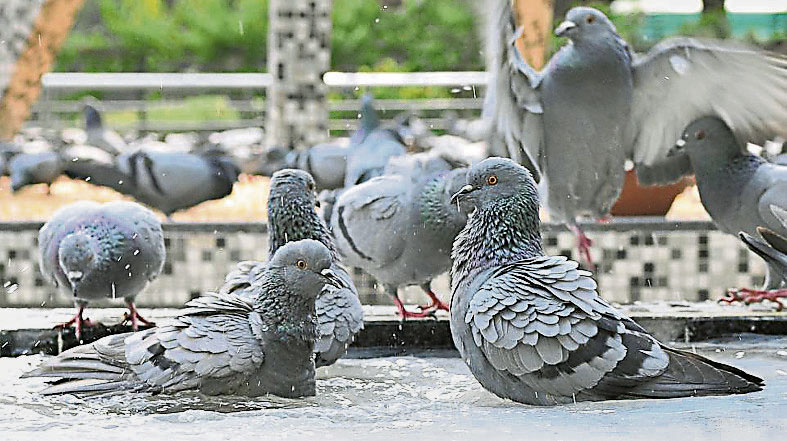 pinpigeon