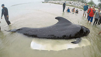 Photo of 泰鯨魚吞80塑料袋亡