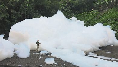 Photo of 雨後路旁草叢冒泡沫 地質學家：與採石場有關