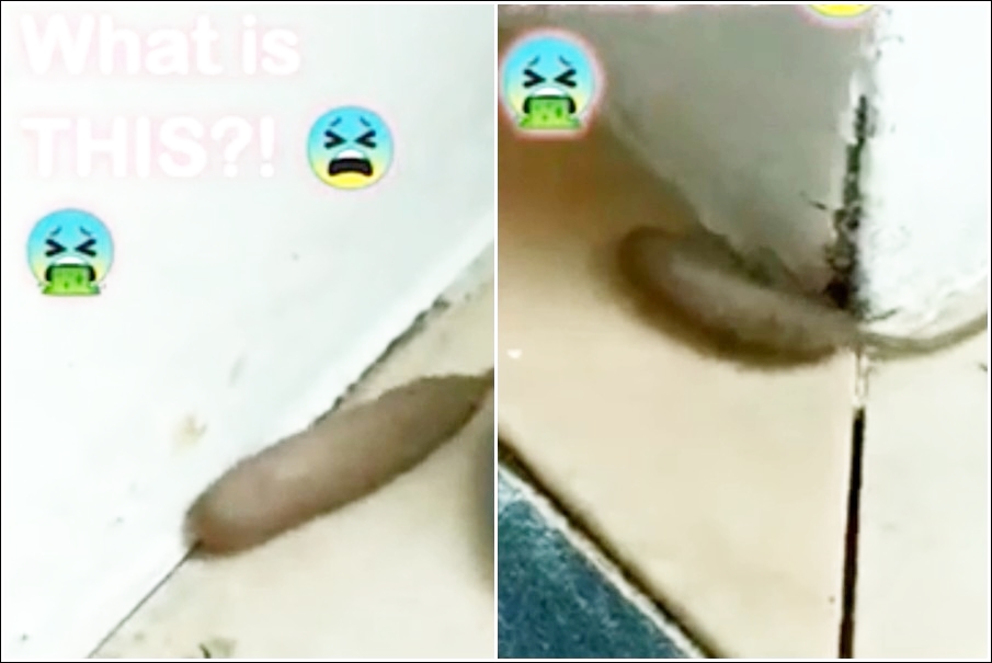 像鼠又像蛆英女陽台發現奇怪生物 光明日报