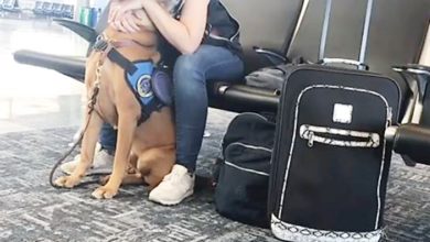 Photo of 即時感應情緒變化 醒目犬安撫驚恐症主人