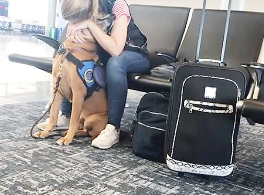 dog