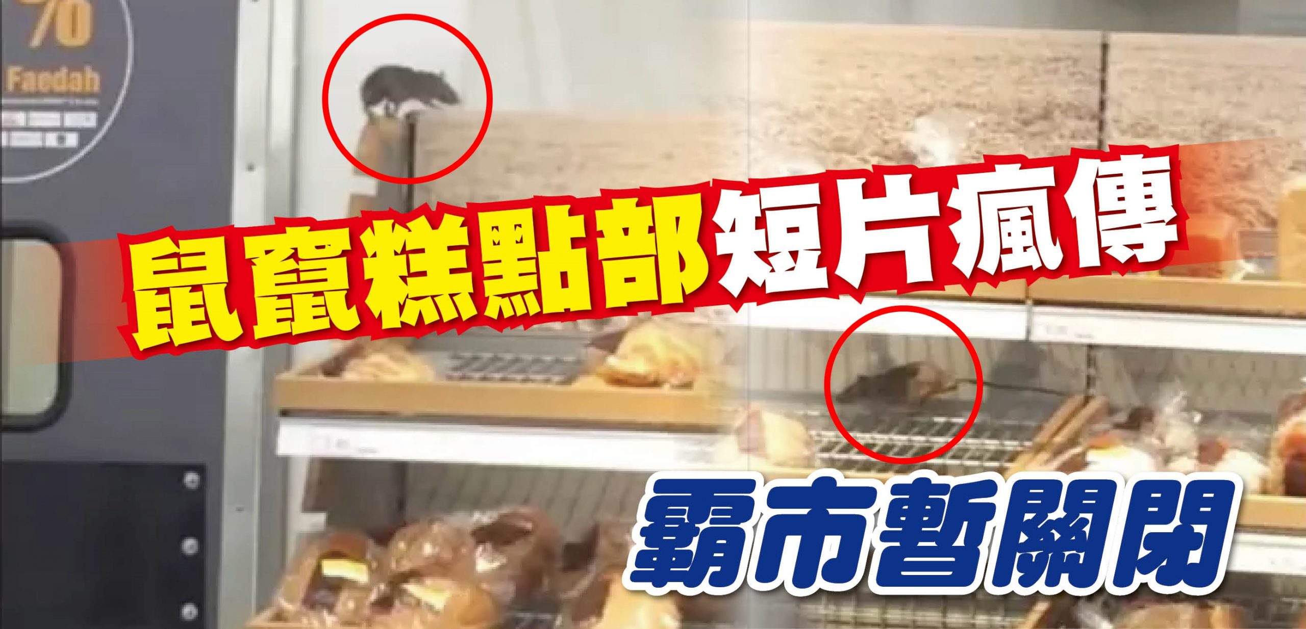 tikus