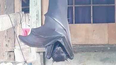 Photo of 菲律賓吃素的德古拉 大蝙蝠與人共處12年