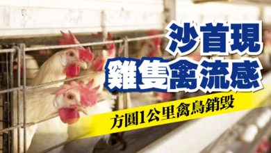 Photo of 沙首現雞隻禽流感 方圓1公里禽鳥銷毀