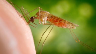 Photo of 英科學家編輯基因除瘧疾 15年內可讓蚊子絕種