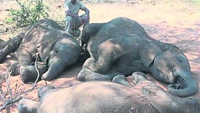 Photo of 非洲最大規模盜獵 87頭大象遭割牙慘死