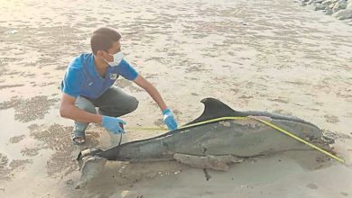 Photo of 海邊被發現身有傷痕 海豚疑受困漁網致死