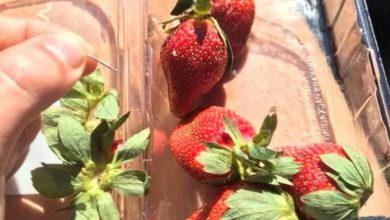 Photo of 澳果肉藏針擴散鄰國  紐超市發現藏針草莓