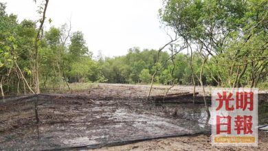 Photo of 柔府紅樹林遭摧毀 魏曉隆促縣署報案