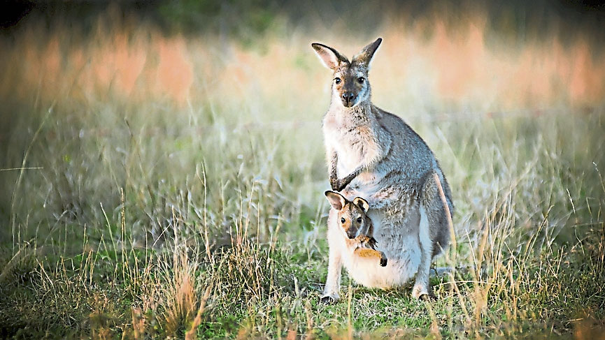 pinkangaroo