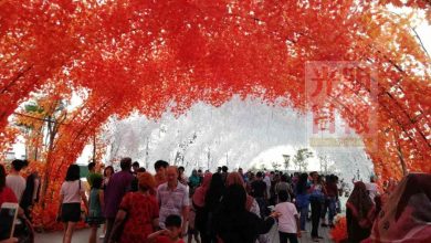 Photo of 峇都交灣中央公園好夯 四季花海人人打卡