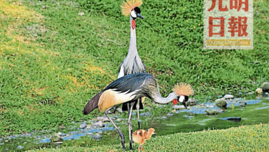 Photo of 太平動物園 喜迎4隻小可愛