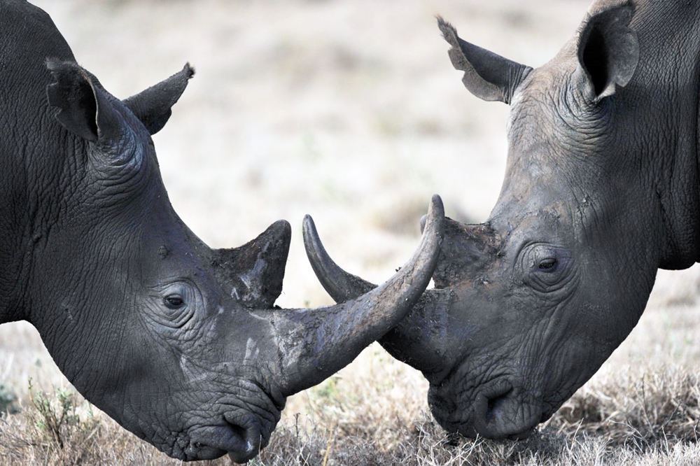 pinrhino12