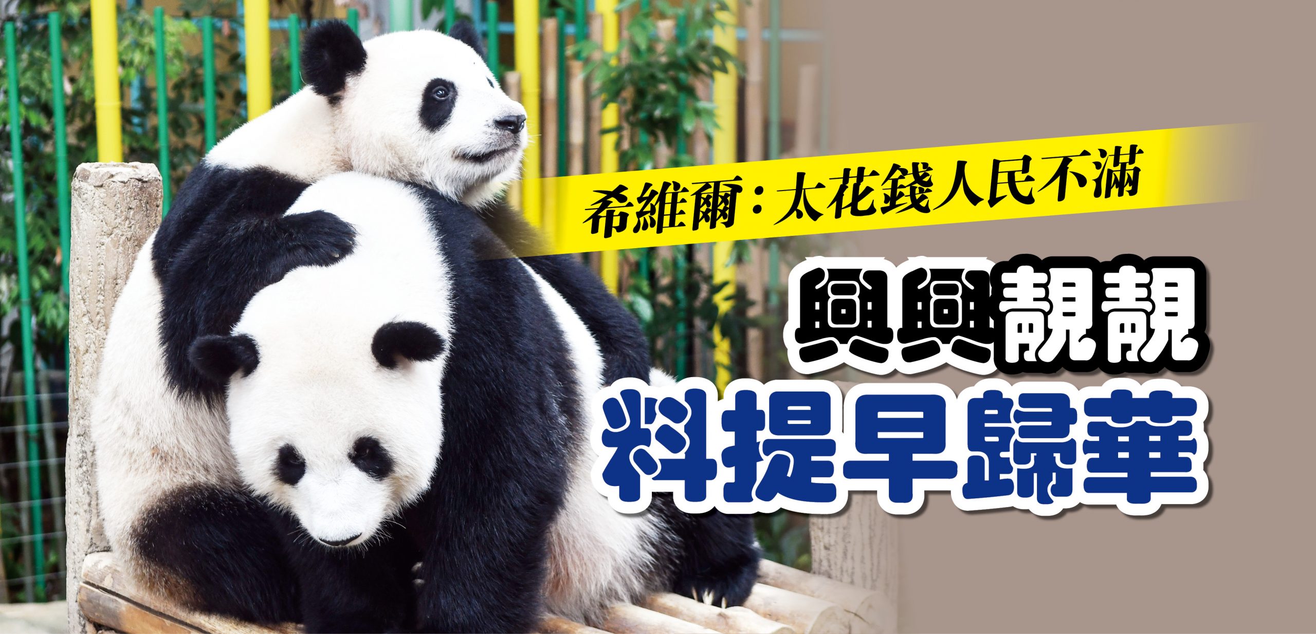 panda