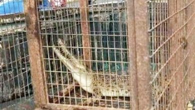 Photo of 社媒瘋傳30秒視頻 鱷魚出沒默拉蒂湖