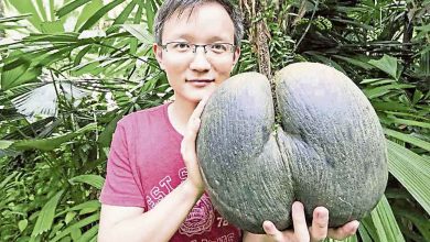 Photo of 【食話實說】穿梭雨林遍嚐果味 水果獵人楊曉洋