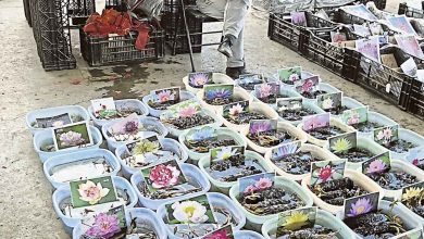 Photo of 【自遊自在】 春城无处不飞花