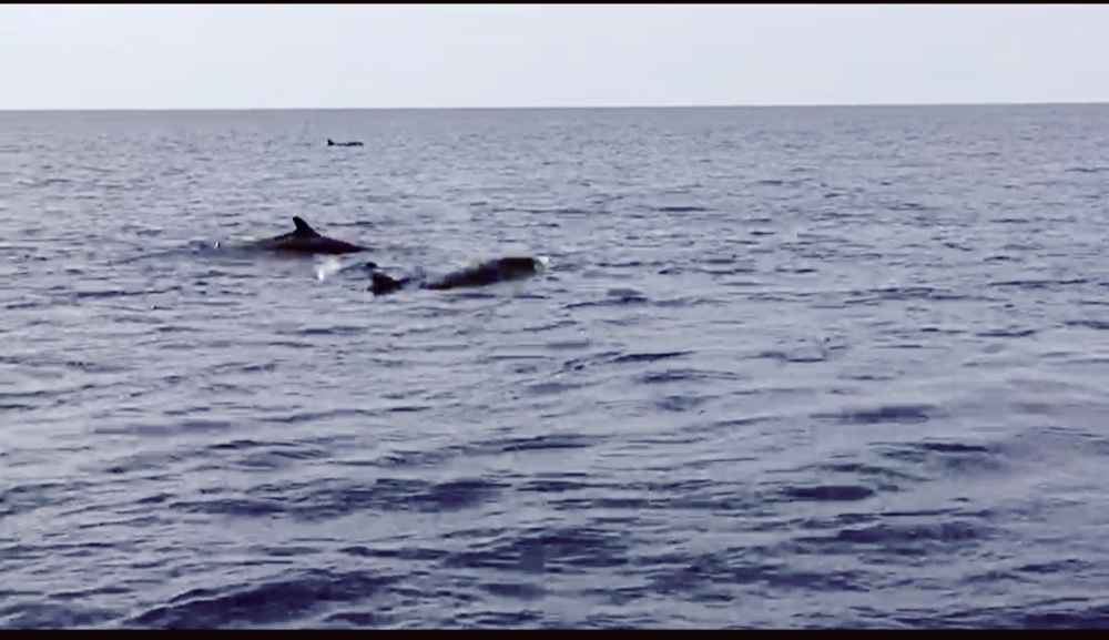 全国图：全国文：一群短肢领航鲸（Shor(7319187)-20190726195214