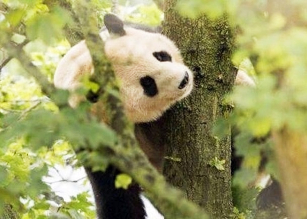 pinpanda
