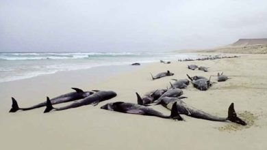 Photo of 疑領隊迷失方向 逾百海豚擱淺西非海灘亡