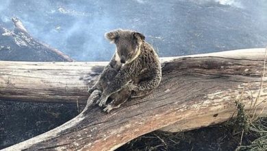 Photo of 澳洲林火肆虐   母樹熊以身護子獲救