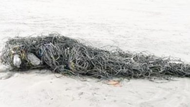 Photo of 海龜綑線沖上岸 NGO上傳視頻促保護海洋
