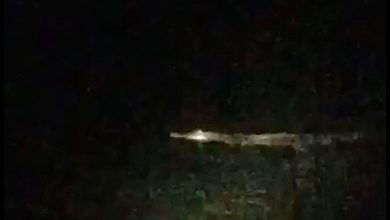 Photo of 疑海水退潮   鱷魚爬上岸“閑逛