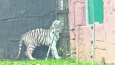 Photo of 甲動物園適應1個月 白虎艾莎見客